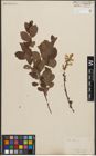 Foto von Salix starkeana Willd.